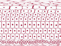 Eine längere und/oder wiederholte Exposition der Haut gegenüber Urin und/oder Stuhl kann zu einer Inkontinenz-assoziierten Dermatitis führen. Unser Autor fasst den aktuellen Forschungsstand zusammen. 