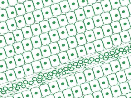 Weitere Hautschäden vermeiden