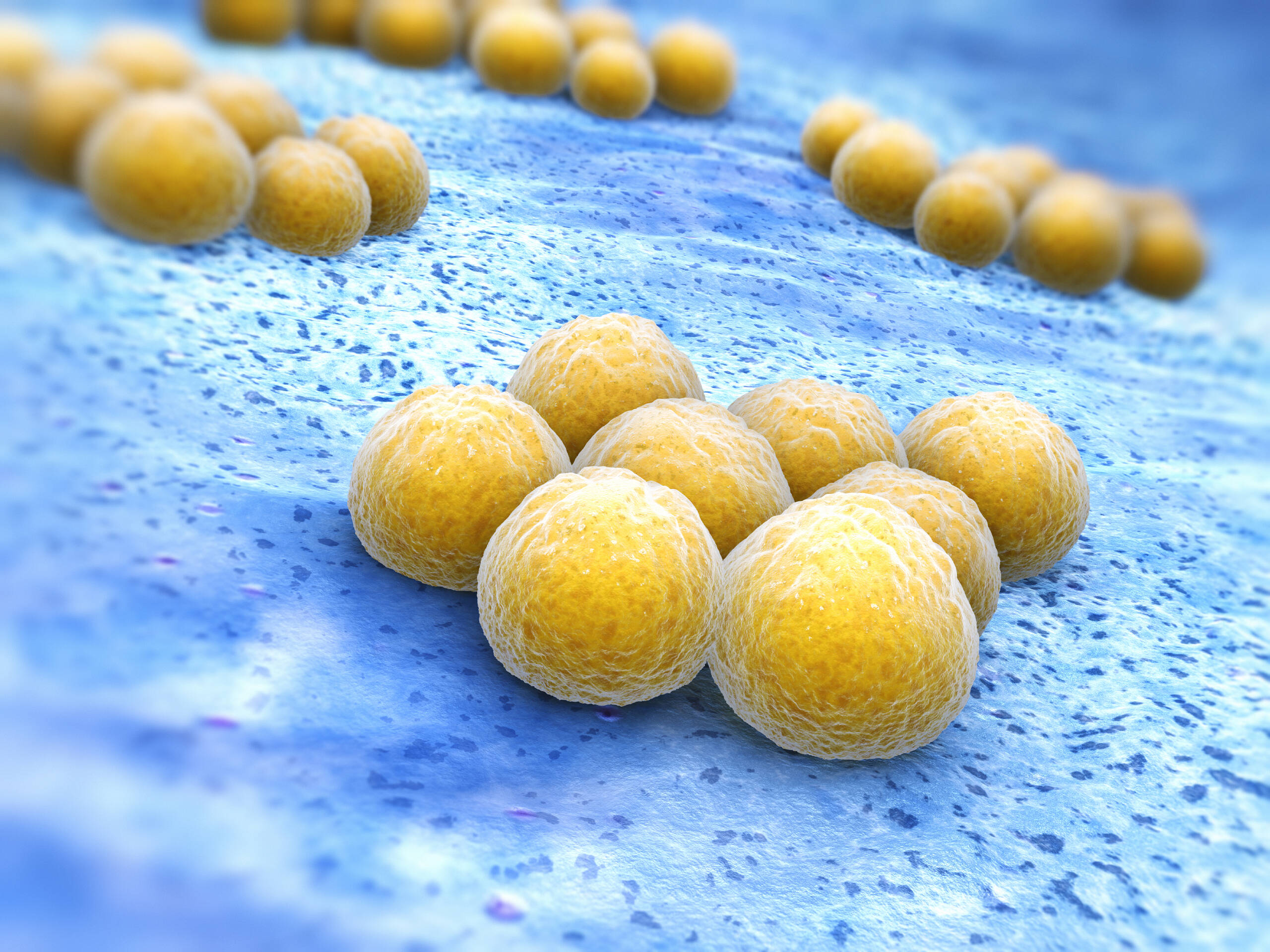 Aureus золотистый стафилококк. Золотистые стафилококки staphylococcus aureus. S. Стафилококк золотистый staphylococcus aureus. Стафилококк ауреус в чашке петри.
