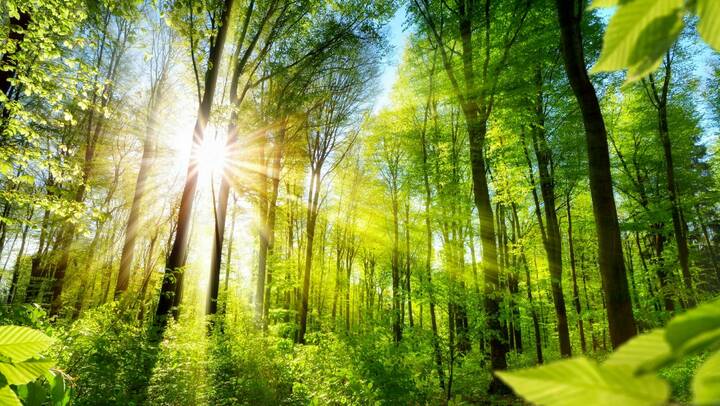 Die Klimakatastrophe ist auch eine Gesundheitskatastrophe, mahnt der DBfK.