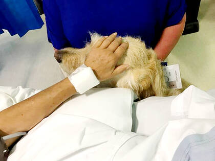 Tierbesuch auf der Intensivstation – machbar und sicher!