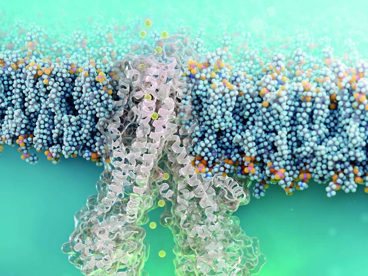 Ein winziger Antikörperbaustein (Nanobody) könnte die Therapie von Mukoviszidose grundlegend verändern. Das haben Forschende von Charité und FMP herausgefunden. 